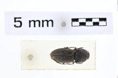 Foto (Dorsalansicht) von Hypnoidus persimilis (NHMW-ZOO-COL-0007413)